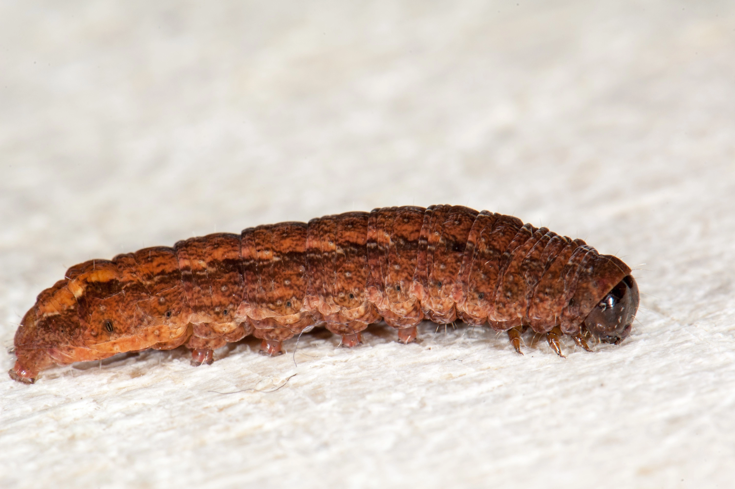 Randvlekuil Rusina ferruginea Ernest van Asseldonk DSC_5208_edited.jpg